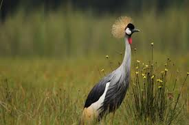 Elegant Grey Crowned Crane standing in grassy Rwandan savanna with golden crown feathers and natural wetland habitat by RWACU TOURS.