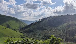 Scenic Rwandan green hills with scattered trees under partly cloudy sky, perfect for countryside travel and photography by rwacu tours.